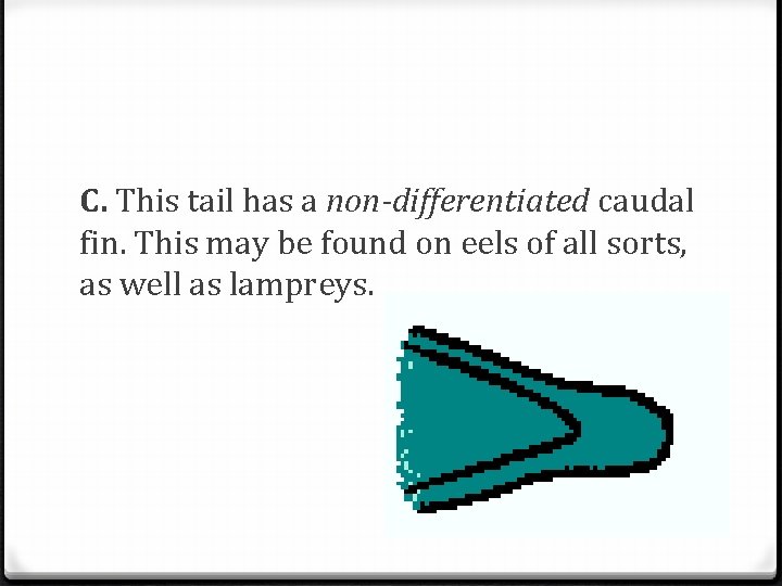 C. This tail has a non-differentiated caudal fin. This may be found on eels
