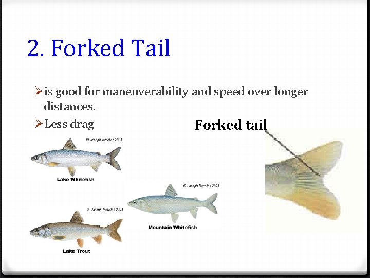 2. Forked Tail Øis good for maneuverability and speed over longer distances. ØLess drag