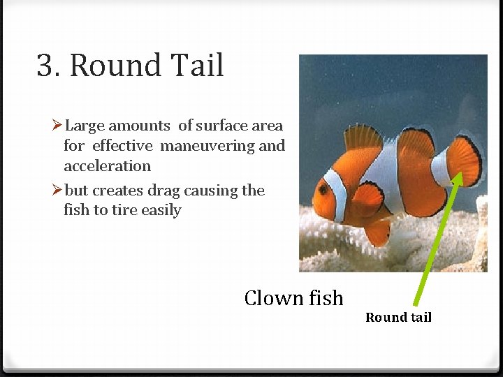 3. Round Tail ØLarge amounts of surface area for effective maneuvering and acceleration Øbut