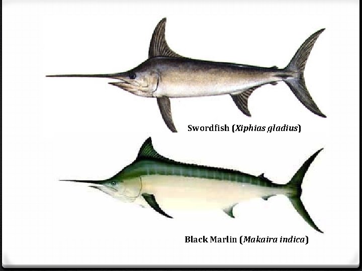 Swordfish (Xiphias gladius) Black Marlin (Makaira indica) 