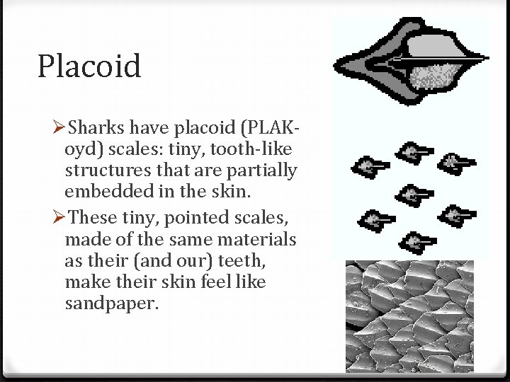 Placoid ØSharks have placoid (PLAKoyd) scales: tiny, tooth-like structures that are partially embedded in