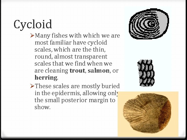 Cycloid ØMany fishes with which we are most familiar have cycloid scales, which are