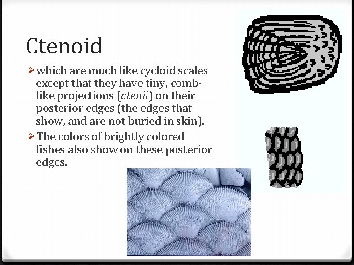 Ctenoid Øwhich are much like cycloid scales except that they have tiny, comblike projections