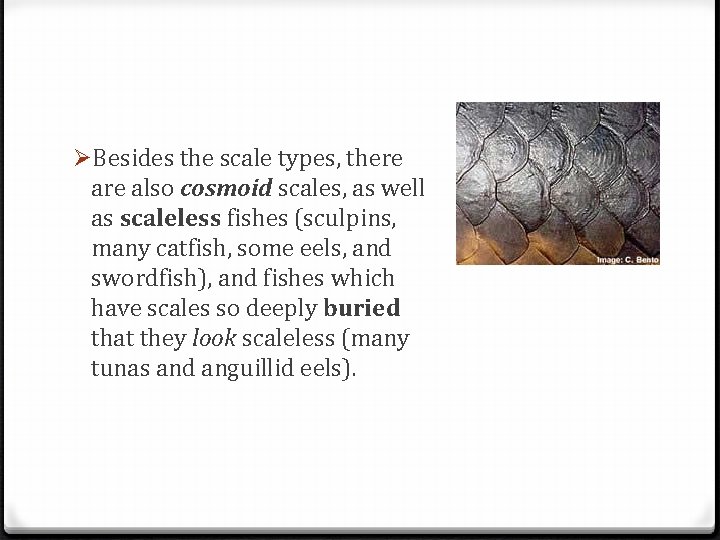 ØBesides the scale types, there also cosmoid scales, as well as scaleless fishes (sculpins,