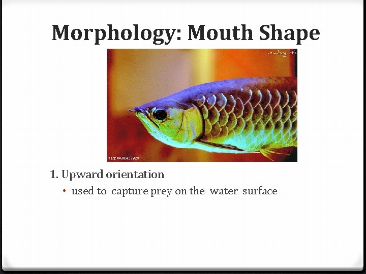 Morphology: Mouth Shape 1. Upward orientation • used to capture prey on the water