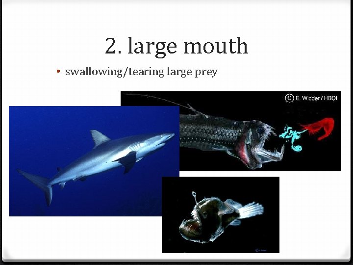 2. large mouth • swallowing/tearing large prey 