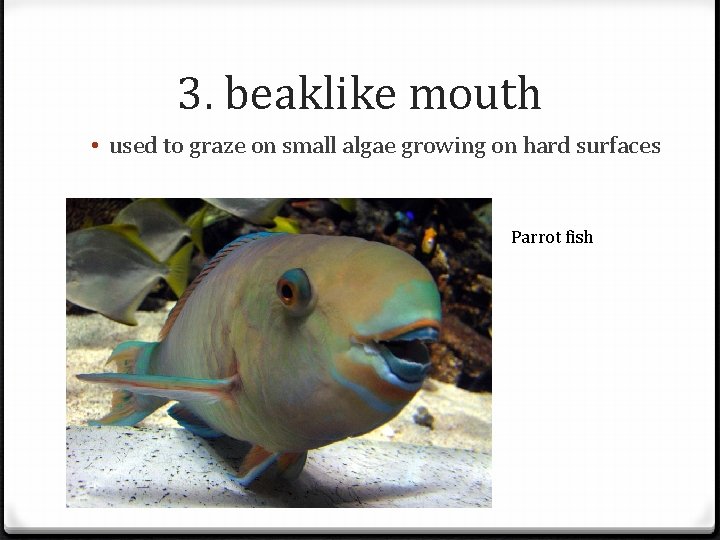 3. beaklike mouth • used to graze on small algae growing on hard surfaces