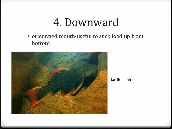 4. Downward • orientated mouth-useful to suck food up from bottom Janitor fish 