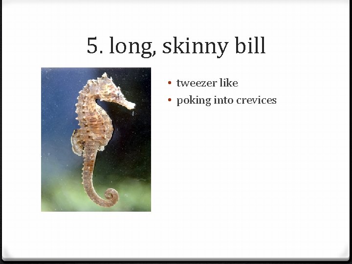 5. long, skinny bill • tweezer like • poking into crevices 