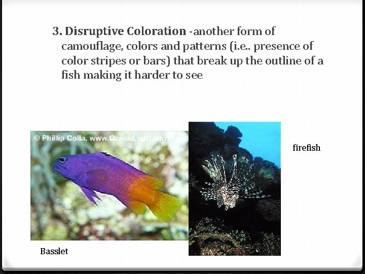 3. Disruptive Coloration -another form of camouflage, colors and patterns (i. e. . presence