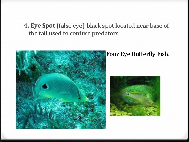 4. Eye Spot (false eye)-black spot located near base of the tail used to