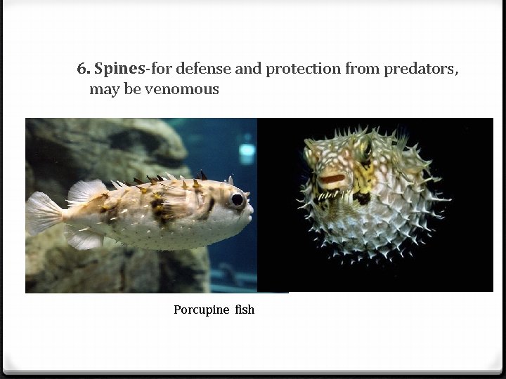 6. Spines-for defense and protection from predators, may be venomous Porcupine fish 