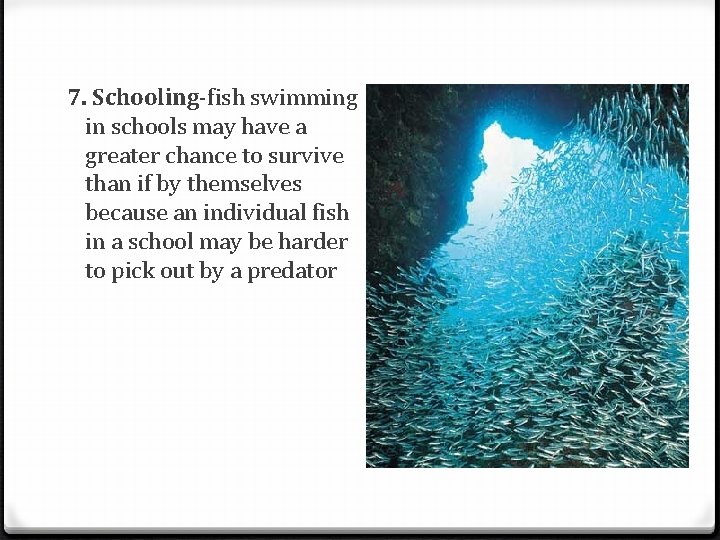 7. Schooling-fish swimming in schools may have a greater chance to survive than if