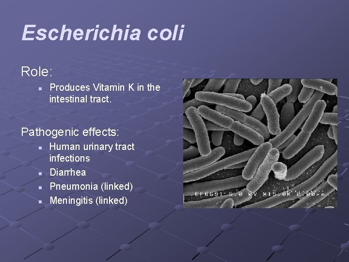 Escherichia coli Role: n Produces Vitamin K in the intestinal tract. Pathogenic effects: n