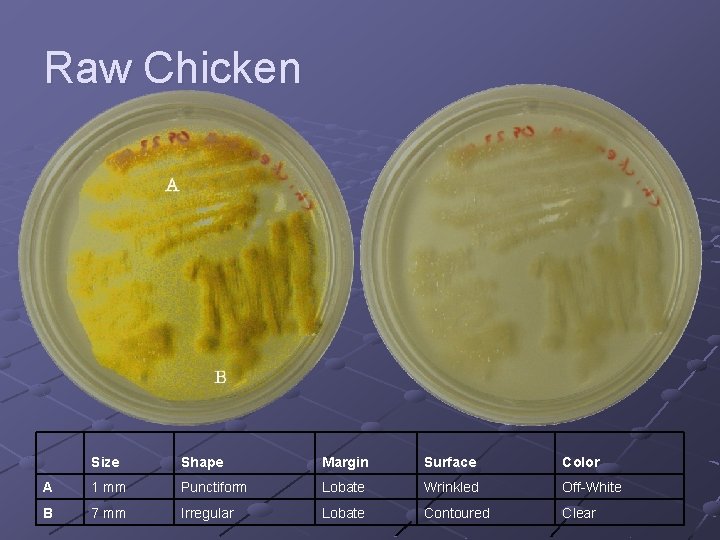 Raw Chicken Size Shape Margin Surface Color A 1 mm Punctiform Lobate Wrinkled Off-White