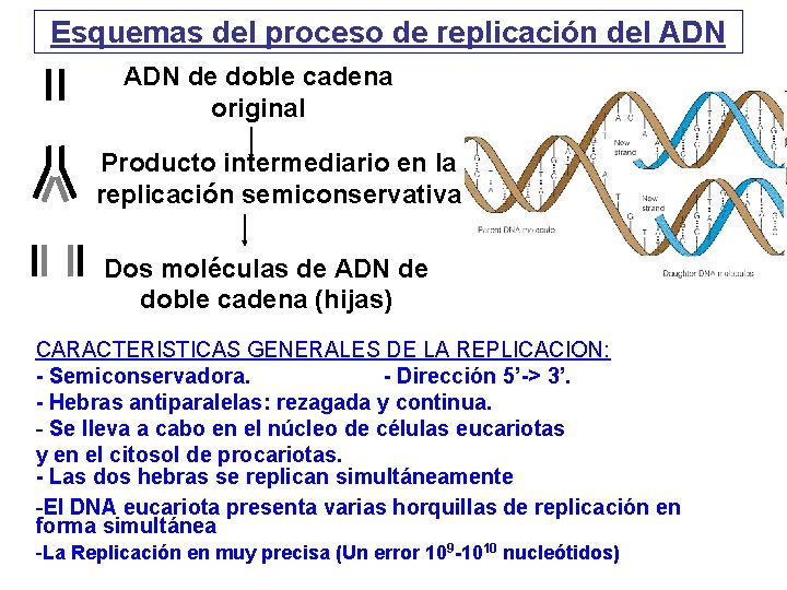 Esquemas del proceso de replicación del ADN de doble cadena original Producto intermediario en