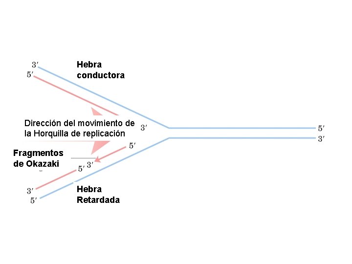 Hebra conductora Dirección del movimiento de la Horquilla de replicación Fragmentos de Okazaki Hebra