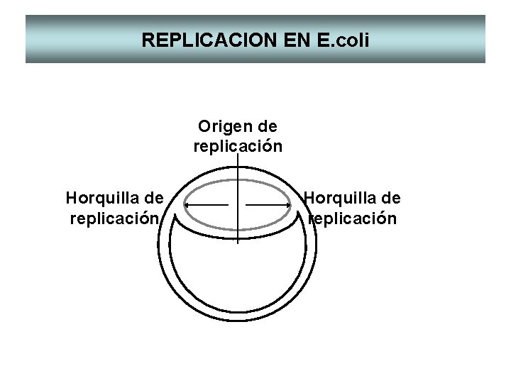 REPLICACION EN E. coli Origen de replicación Horquilla de replicación 