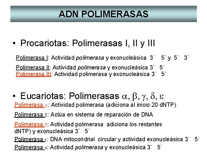 ADN POLIMERASAS • Procariotas: Polimerasas I, II y III Polimerasa I: Actividad polimerasa y