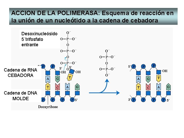 ACCION DE LA POLIMERASA: Esquema de reacción en la unión de un nucleótido a