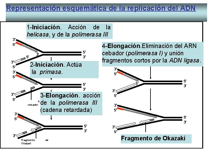 Representación esquemática de la replicación del ADN 3’ 5’ 1 -Iniciación. Acción de la