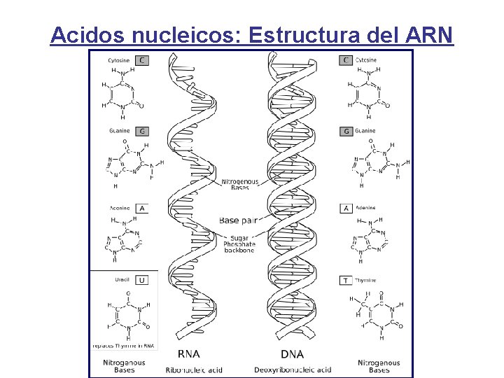 Acidos nucleicos: Estructura del ARN 