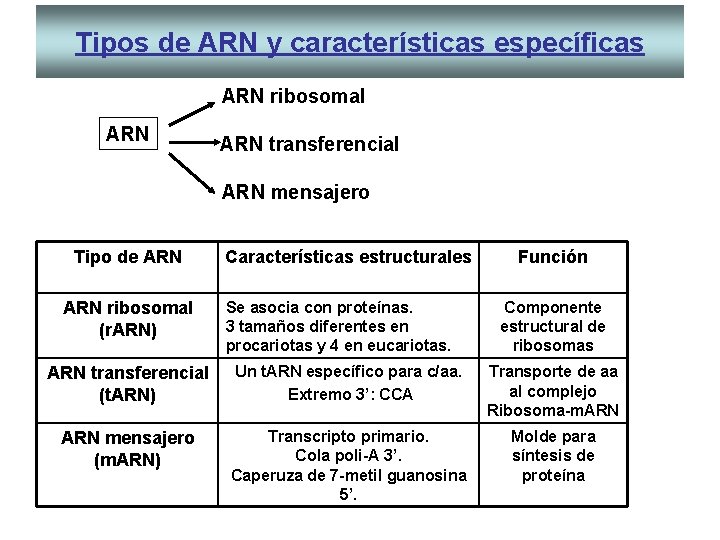 Tipos de ARN y características específicas ARN ribosomal ARN transferencial ARN mensajero Tipo de