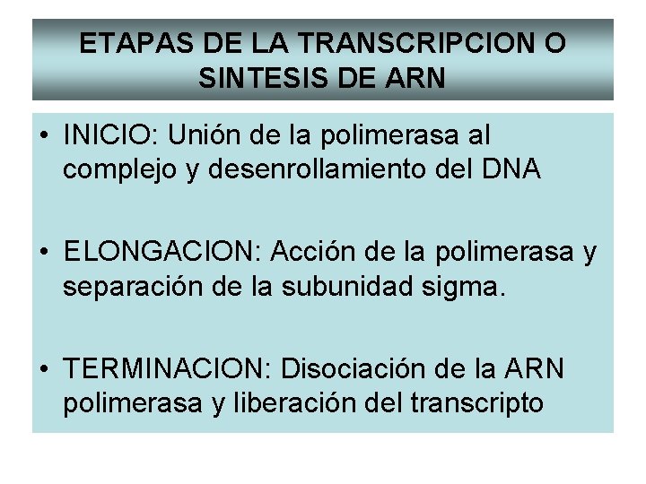 ETAPAS DE LA TRANSCRIPCION O SINTESIS DE ARN • INICIO: Unión de la polimerasa