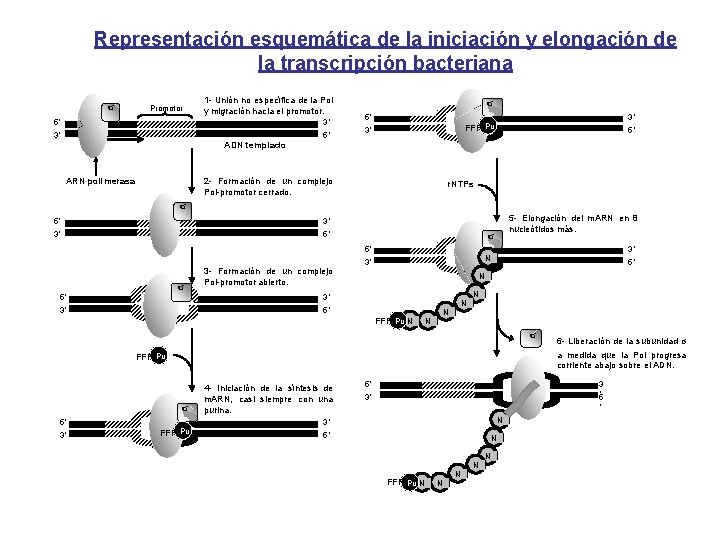 Representación esquemática de la iniciación y elongación de la transcripción bacteriana σ Promotor 1