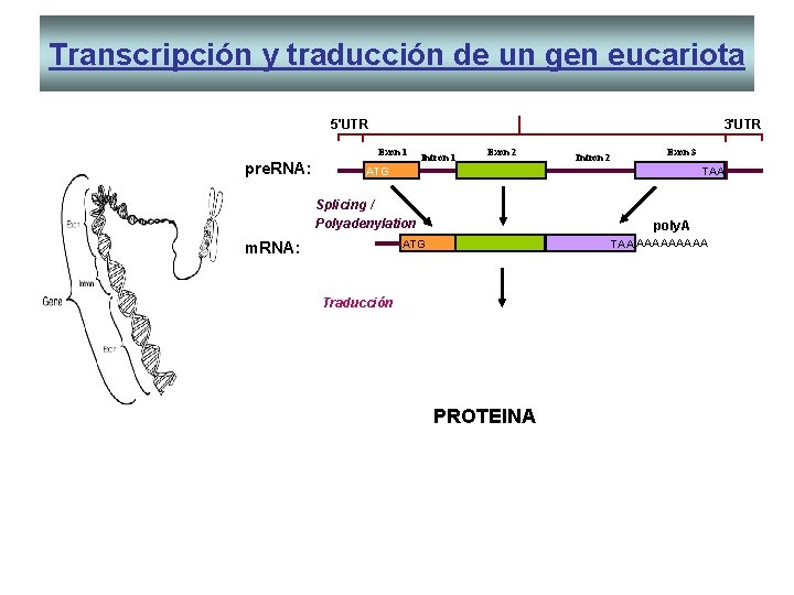 Transcripción y traducción de un gen eucariota 5'UTR 3'UTR Exon 1 pre. RNA: Intron