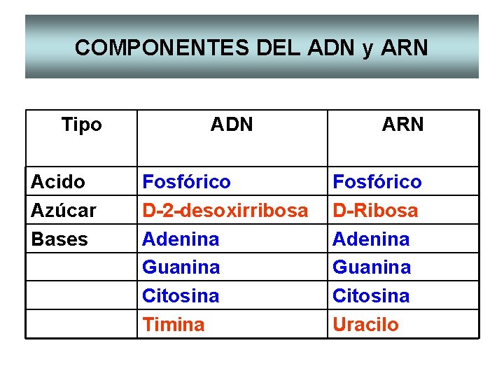 COMPONENTES DEL ADN y ARN Tipo Acido Azúcar Bases ADN Fosfórico D-2 -desoxirribosa Adenina