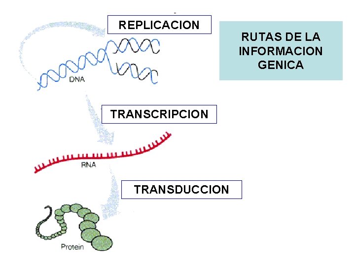 REPLICACION TRANSCRIPCION TRANSDUCCION RUTAS DE LA INFORMACION GENICA 