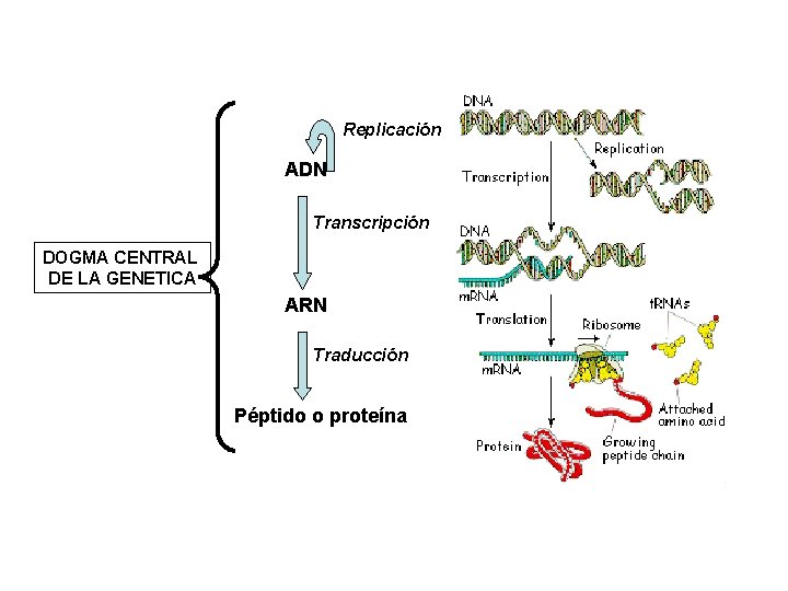 Replicación ADN Transcripción DOGMA CENTRAL DE LA GENETICA ARN Traducción Péptido o proteína 