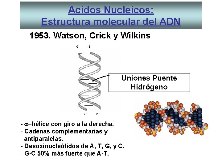 Acidos Nucleicos: Estructura molecular del ADN 1953. Watson, Crick y Wilkins 5’ 3’ Uniones