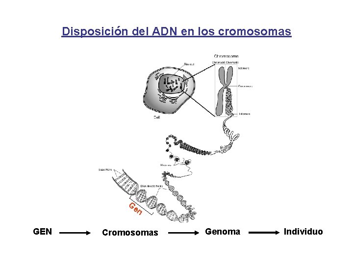 Disposición del ADN en los cromosomas Ge n GEN Cromosomas Genoma Individuo 