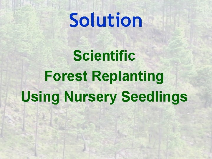 Solution Scientific Forest Replanting Using Nursery Seedlings 