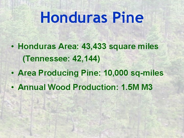 Honduras Pine • Honduras Area: 43, 433 square miles (Tennessee: 42, 144) • Area