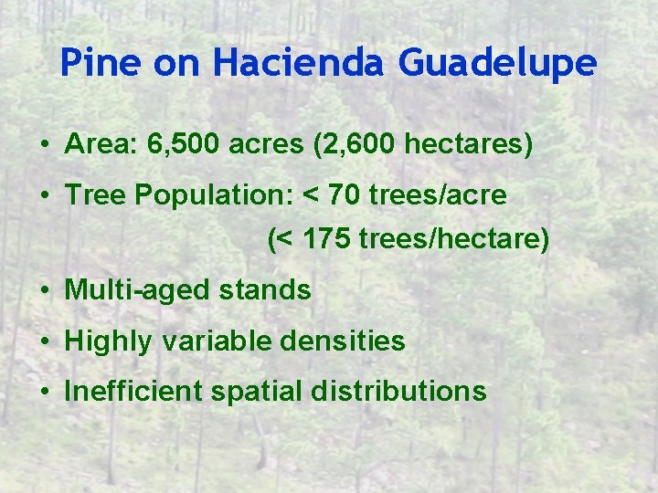 Pine on Hacienda Guadelupe • Area: 6, 500 acres (2, 600 hectares) • Tree