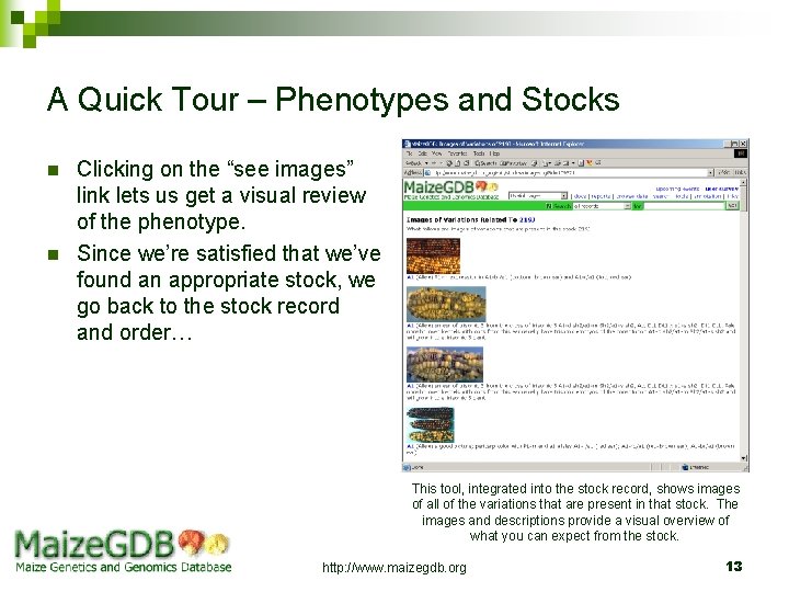 A Quick Tour – Phenotypes and Stocks n n Clicking on the “see images”