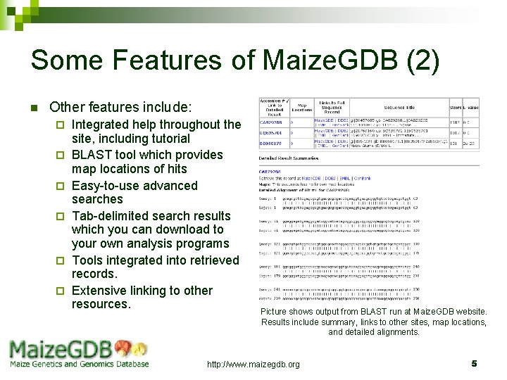 Some Features of Maize. GDB (2) n Other features include: ¨ ¨ ¨ Integrated