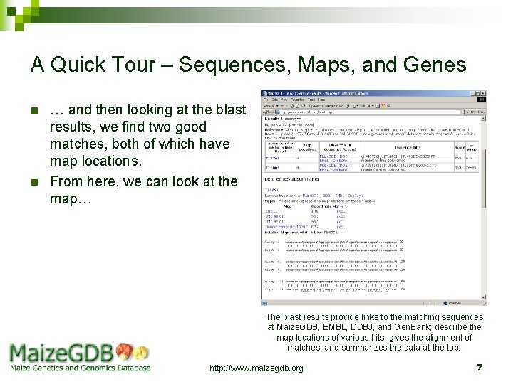 A Quick Tour – Sequences, Maps, and Genes n n … and then looking