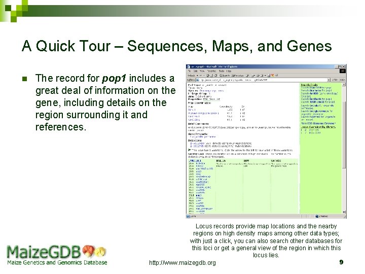 A Quick Tour – Sequences, Maps, and Genes n The record for pop 1