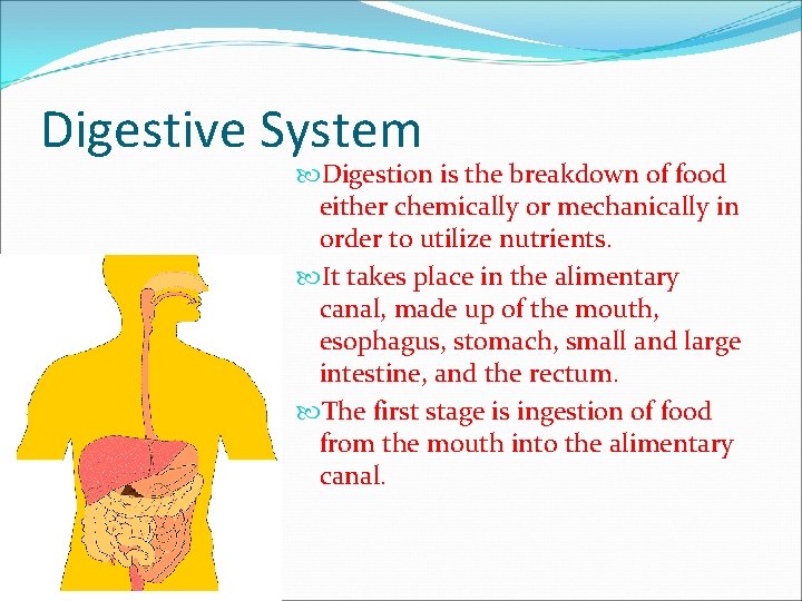 Digestive System Digestion is the breakdown of food either chemically or mechanically in order