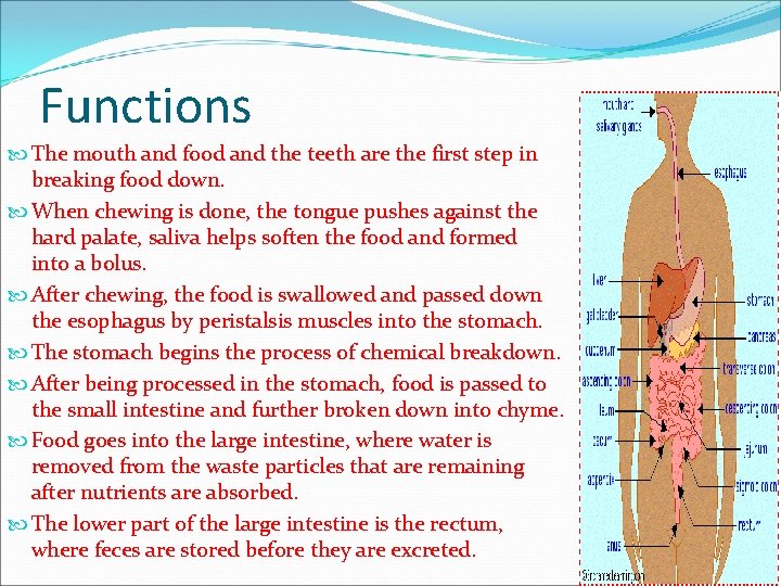 Functions The mouth and food and the teeth are the first step in breaking