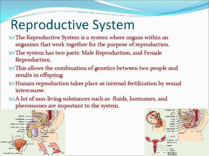 Reproductive System The Reproductive System is a system where organs within an organism that