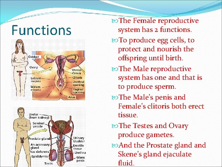 Functions The Female reproductive system has 2 functions. To produce egg cells, to protect
