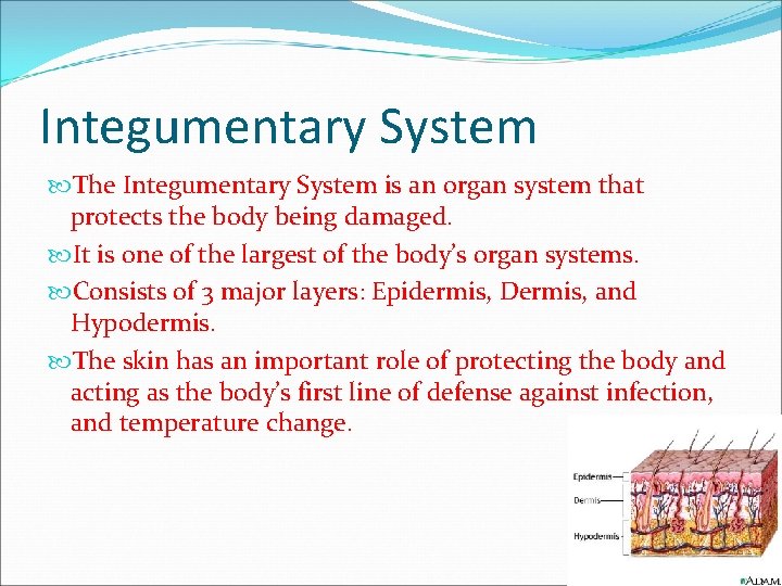 Integumentary System The Integumentary System is an organ system that protects the body being