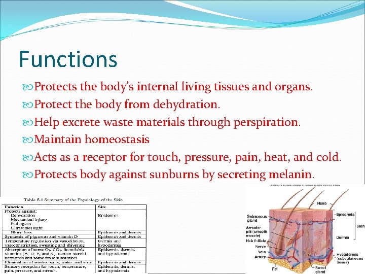 Functions Protects the body’s internal living tissues and organs. Protect the body from dehydration.