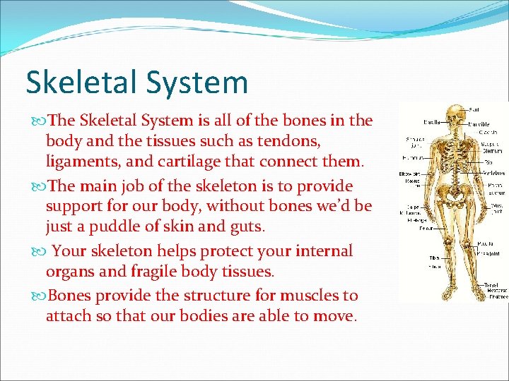Skeletal System The Skeletal System is all of the bones in the body and