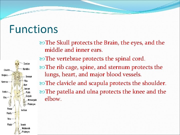 Functions The Skull protects the Brain, the eyes, and the middle and inner ears.